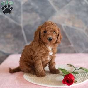 Walter, Miniature Poodle Puppy